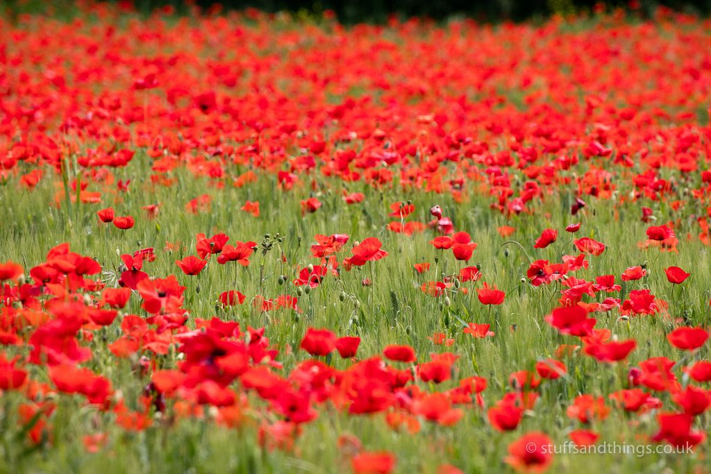 Poppies near Lucignano d'Asso in Tuscany